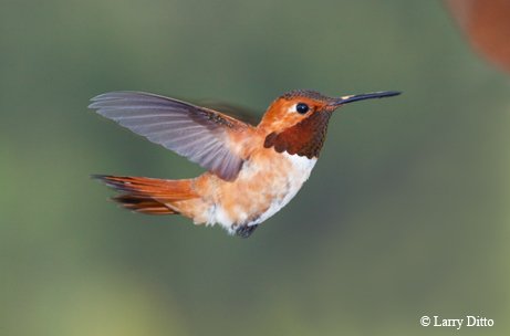 rufous hummingbird copper and white flying