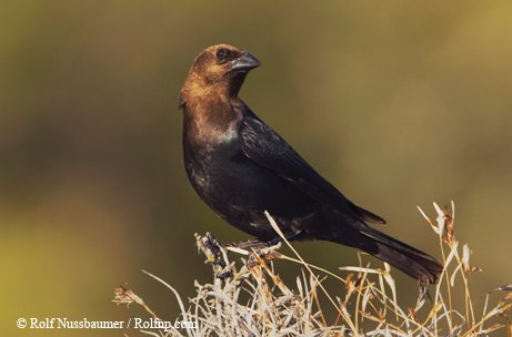 brown-headed cowbird with a black body perched upon brown grass