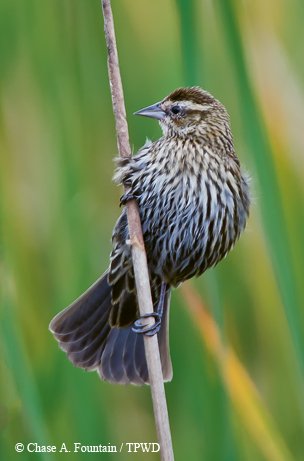 red-winged black bird with pale eyebrow and that blackbird-like bill and white streaked chest perching on a twig with a grassy background