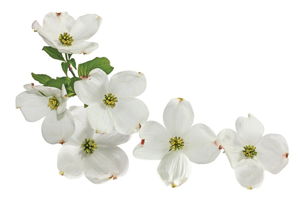 A. branch with dogwood blooms