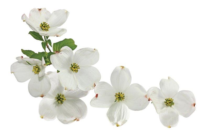 A. branch with dogwood blooms