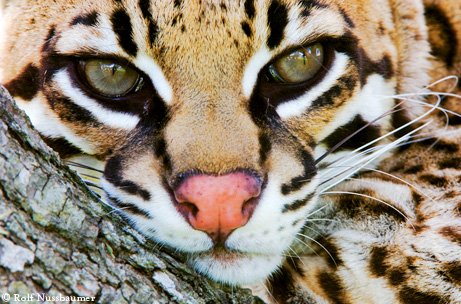 A close up of an ocelot face resting its head on a limb.