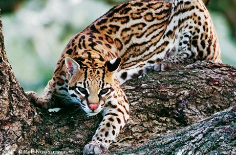 Ocelot crouched on a tree branch