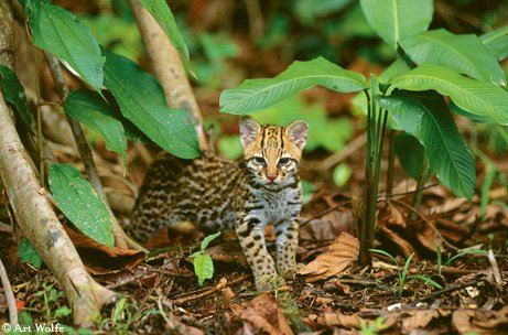 Ocelot baby walking through low tree branches