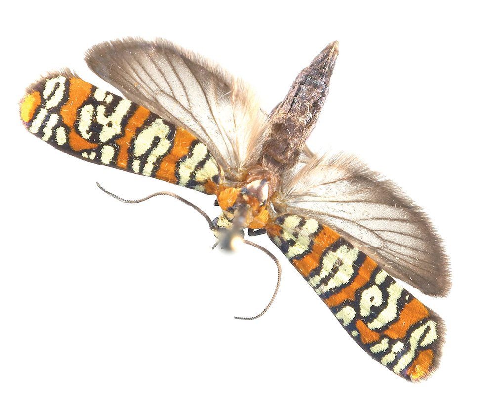 AILANTHUS WEBWORM (Atteva Aurea) moth orange wings by the head with black and whit spots. Wings near the back of the body are look feather like.