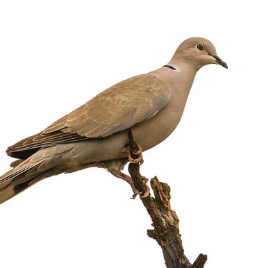 A Eurasian collard dove on a branch.