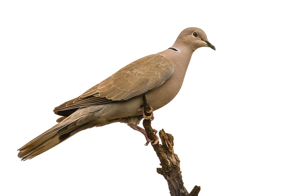 A Eurasian collard dove on a branch.