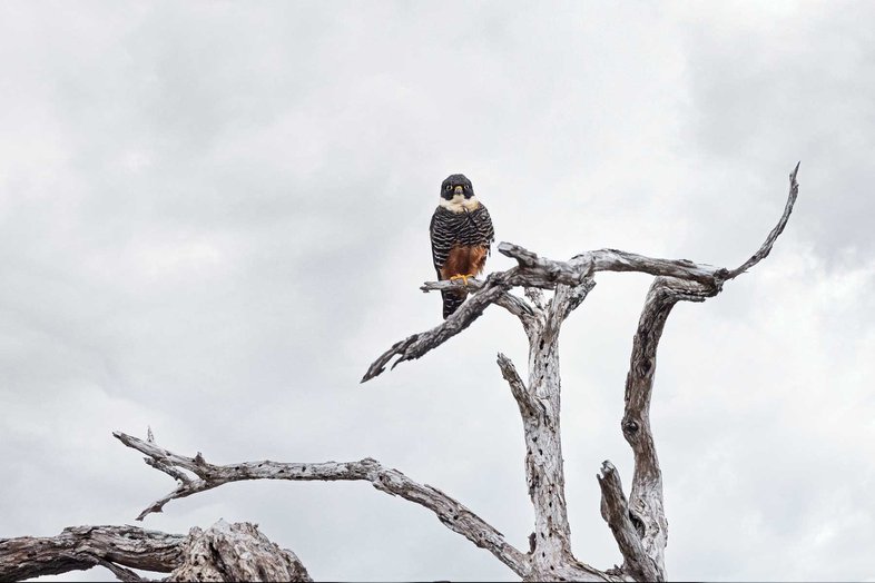 A bat falcon perched at the top of a dead tree.