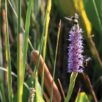 A bee on a purple flower in the wetlands