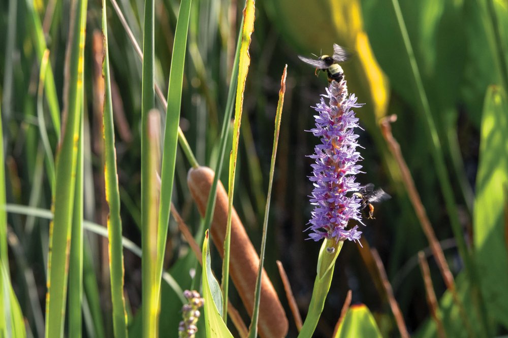 A bee on a purple flower in the wetlands