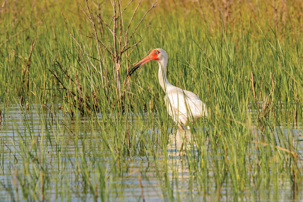 A bird in a marsh at Port O'Conner