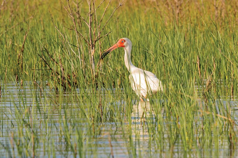 A bird in a marsh at Port O'Conner