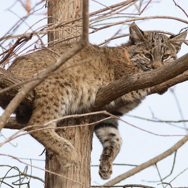 A bobcat resting on dead limbs in a tree.