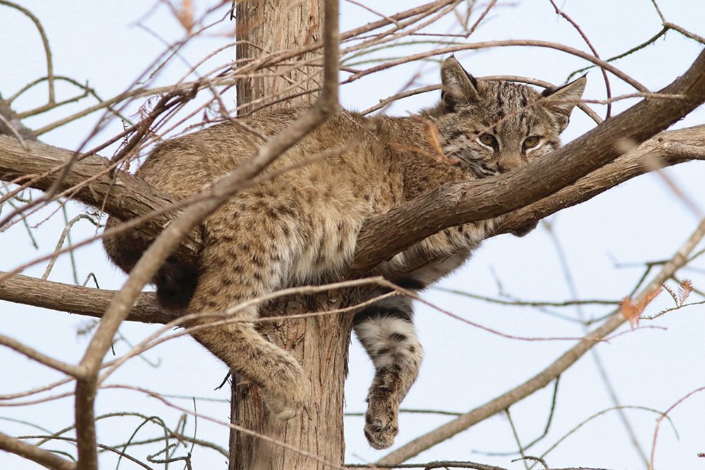 A bobcat resting on dead limbs in a tree.