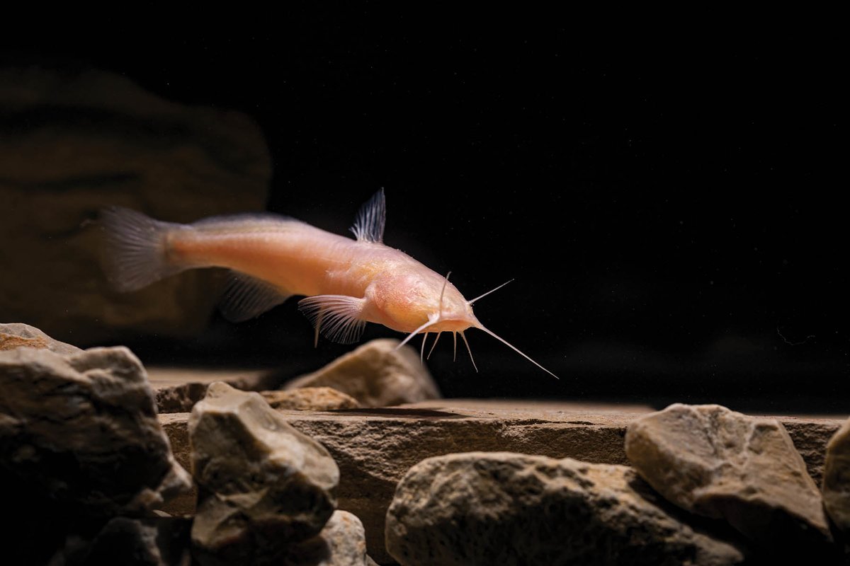 A cave catfish simming at the bottom of a cave.