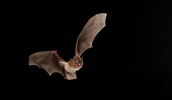 A cave myotis bat in flight.