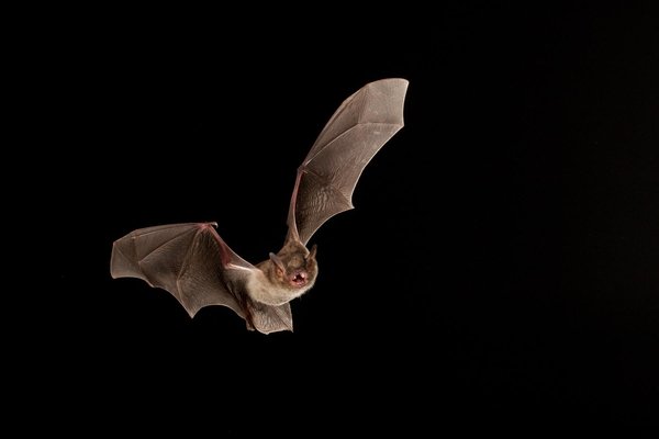 A cave myotis bat in flight.