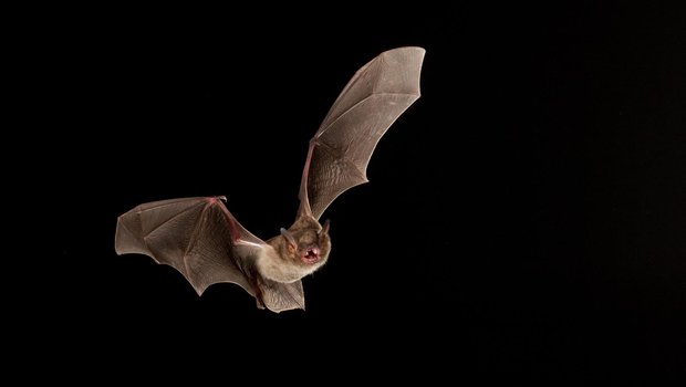 A cave myotis bat in flight.