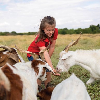 A child feeding goats.