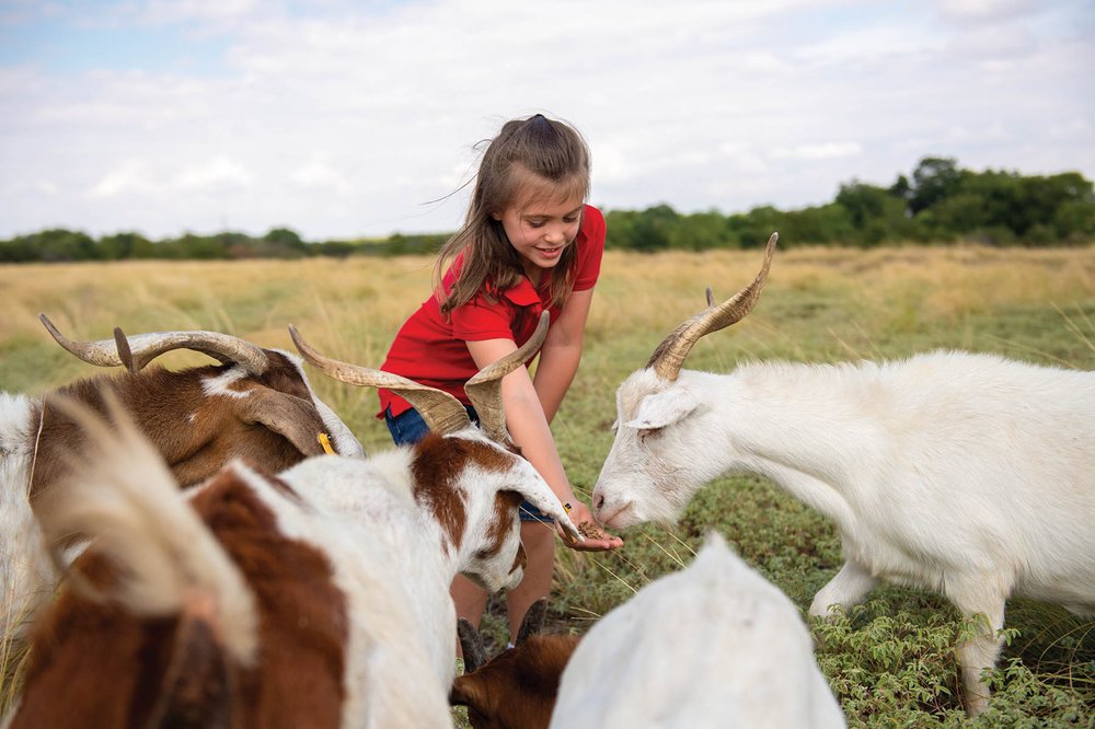 A child feeding goats.