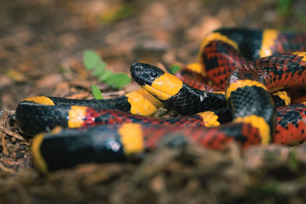 A coral snake on the ground.