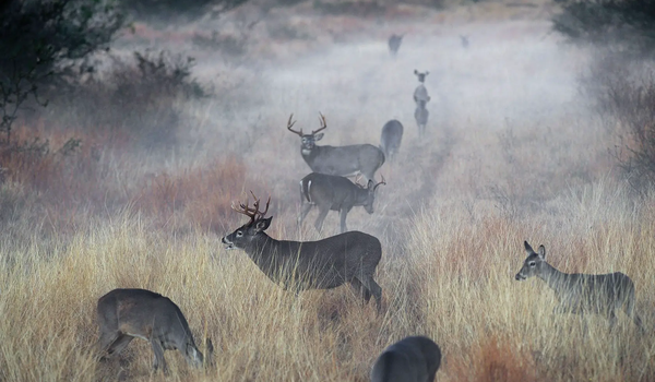 A feild of deer in the fog.
