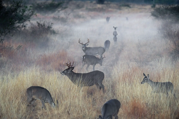 A feild of deer in the fog.