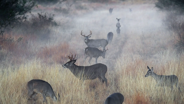 A feild of deer in the fog.