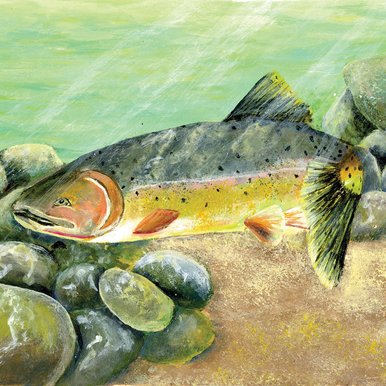 A fish swiming on a rocky bottom