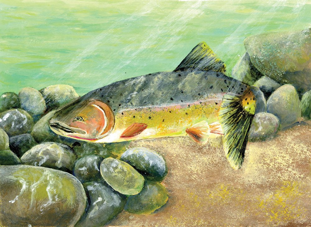 A fish swiming on a rocky bottom