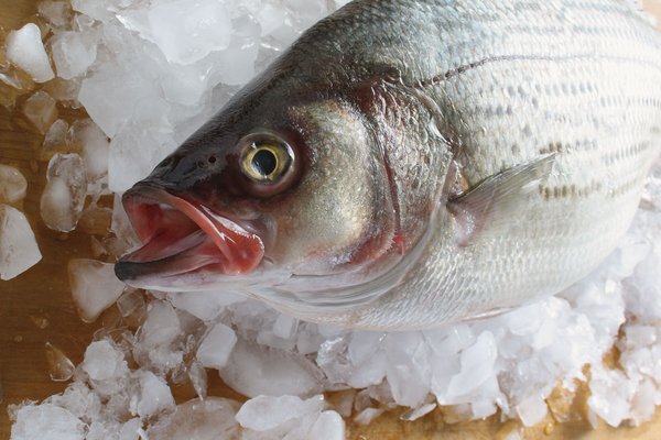 A gray fish on ice.