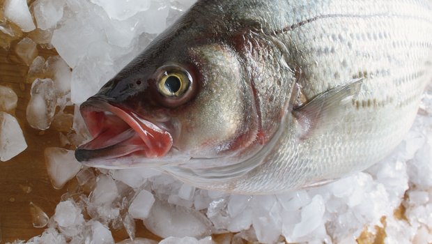 A gray fish on ice.