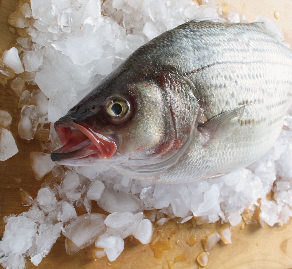 A gray fish on ice.