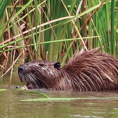 A nutria in grassy water.