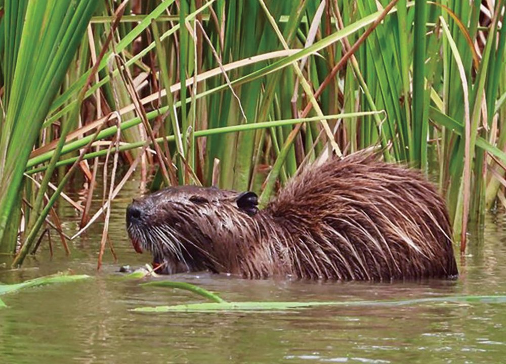 A nutria in grassy water.
