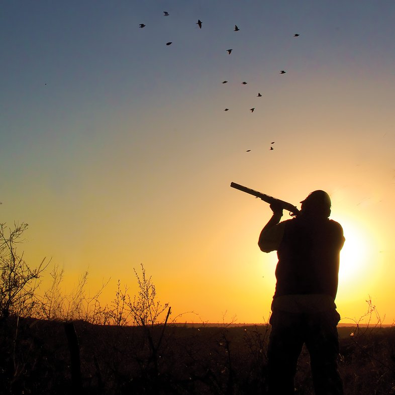 A person aiming a gun at birds in flight.