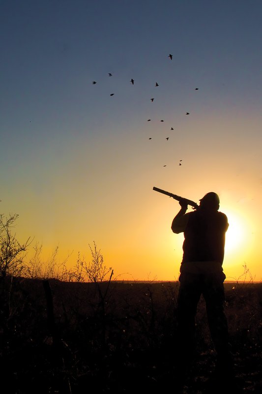 A person aiming a gun at birds in flight.