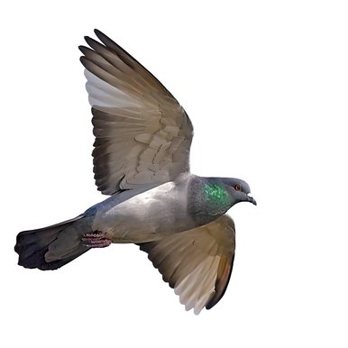 A rock dove in flight