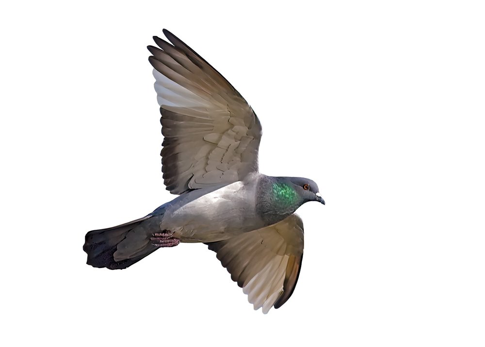 A rock dove in flight