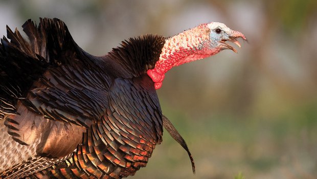 A turkey with extended head and open beak.