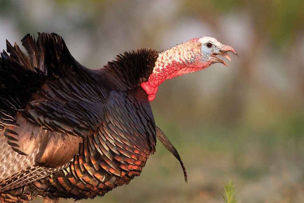 A turkey with extended head and open beak.