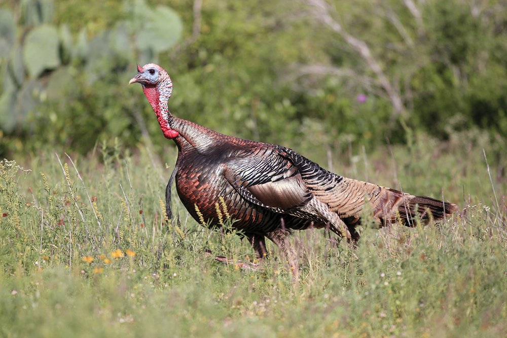 A Rio Grande turkey with its tail down in a field.