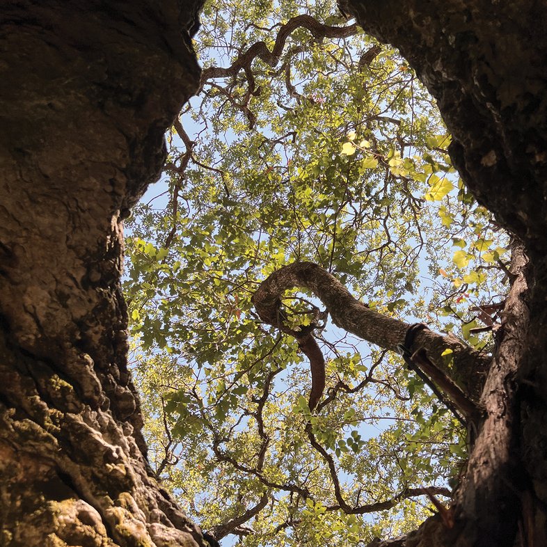A view of trees through a hole in a cave