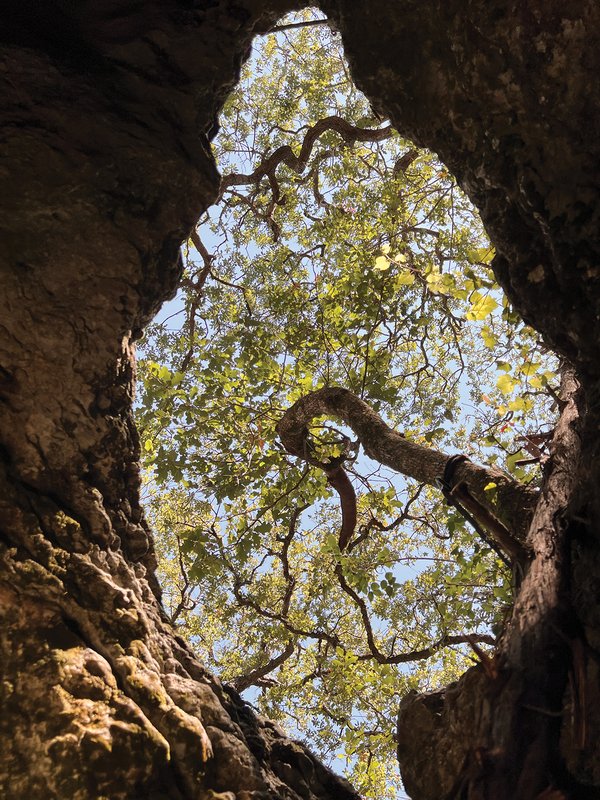 A view of trees through a hole in a cave