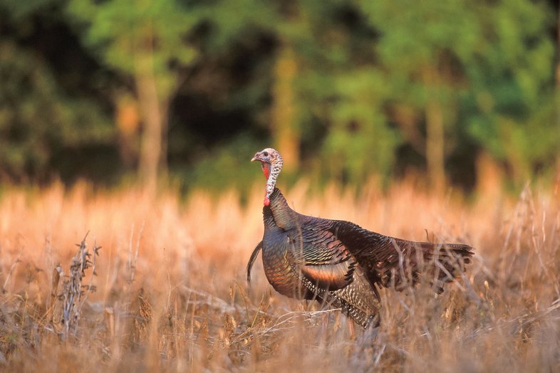 An Eastern wild turkey in a feild with wings slightly extended and woods in the background.