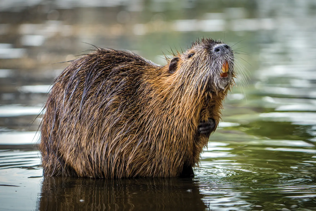 Nutria in the water.