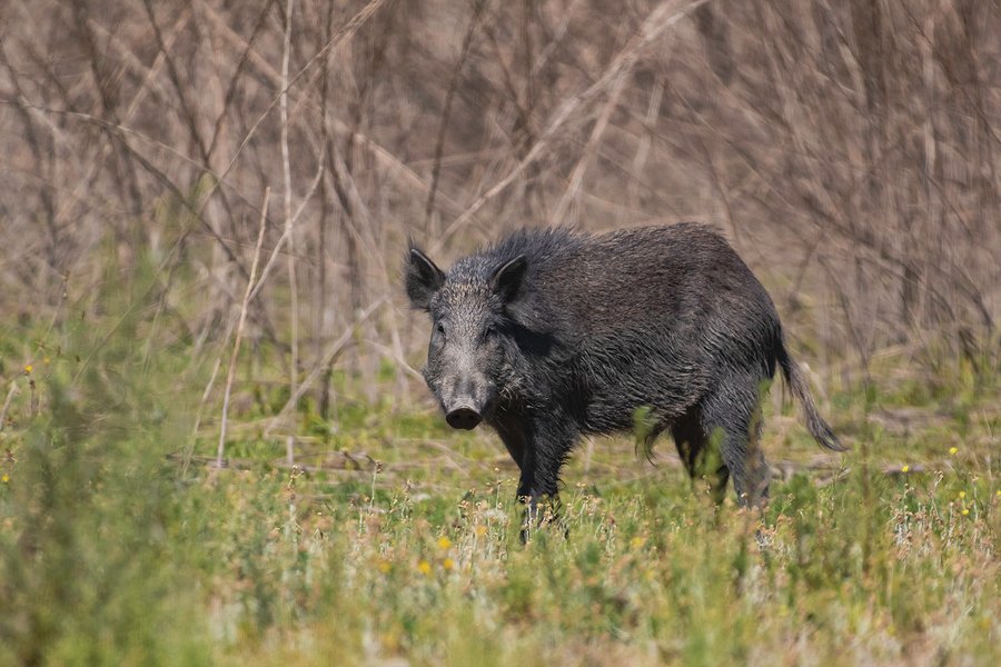 A feral hog standing in a grassy area in front of brush.