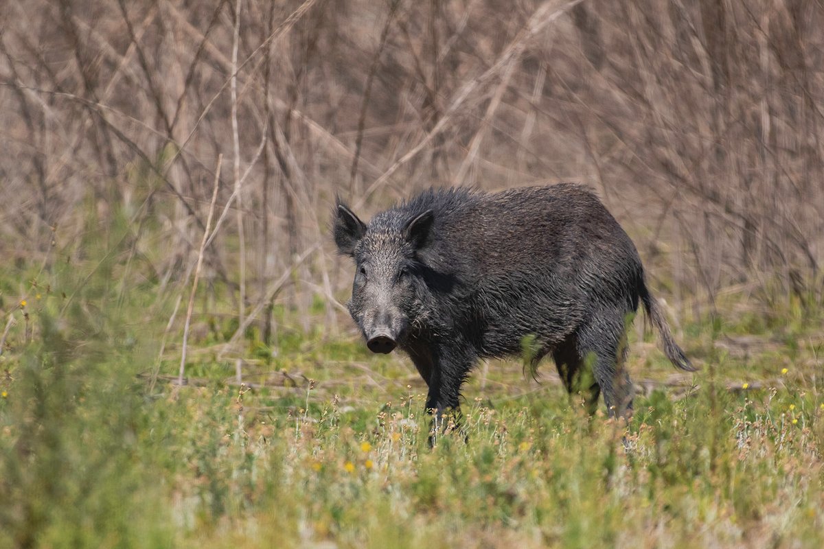 A feral hog standing in a grassy area in front of brush.