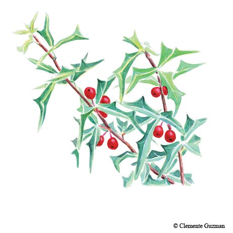 Illustration of Agarita with sharp pointed green leaves and red berries