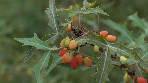 Agarita berries on a branch with green pointed leaves